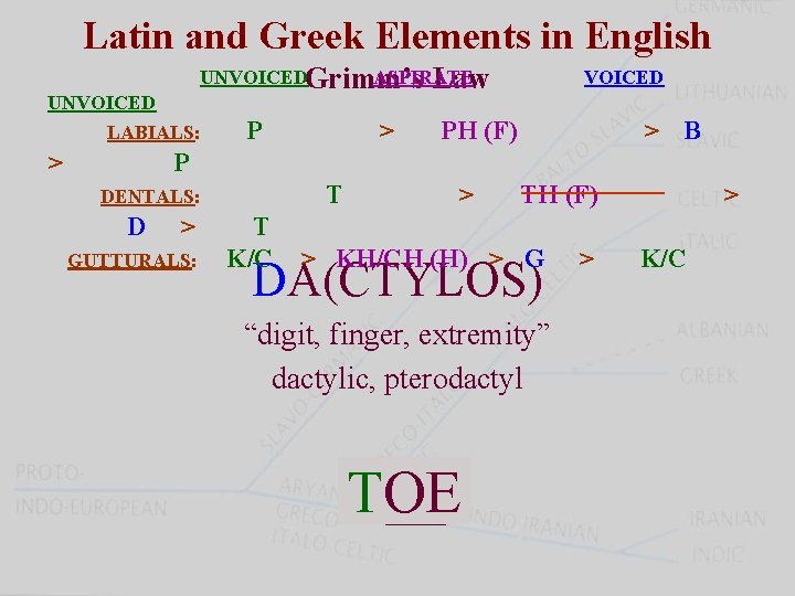 Latin and Greek Elements in English UNVOICEDGrimm’s ASPIRATE Law UNVOICED LABIALS: > PH (F)