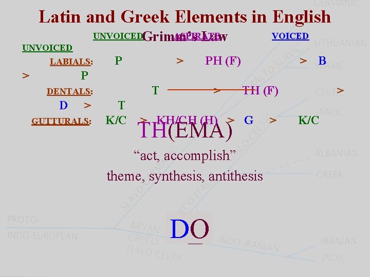 Latin and Greek Elements in English UNVOICEDGrimm’s ASPIRATE Law UNVOICED LABIALS: > P T