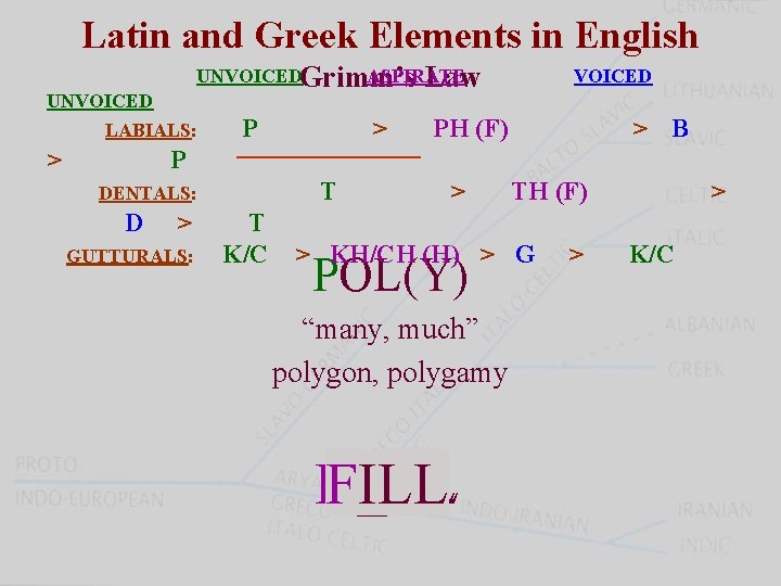 Latin and Greek Elements in English UNVOICEDGrimm’s ASPIRATE Law UNVOICED LABIALS: > P P