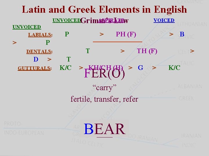 Latin and Greek Elements in English UNVOICEDGrimm’s ASPIRATE Law UNVOICED LABIALS: > P >