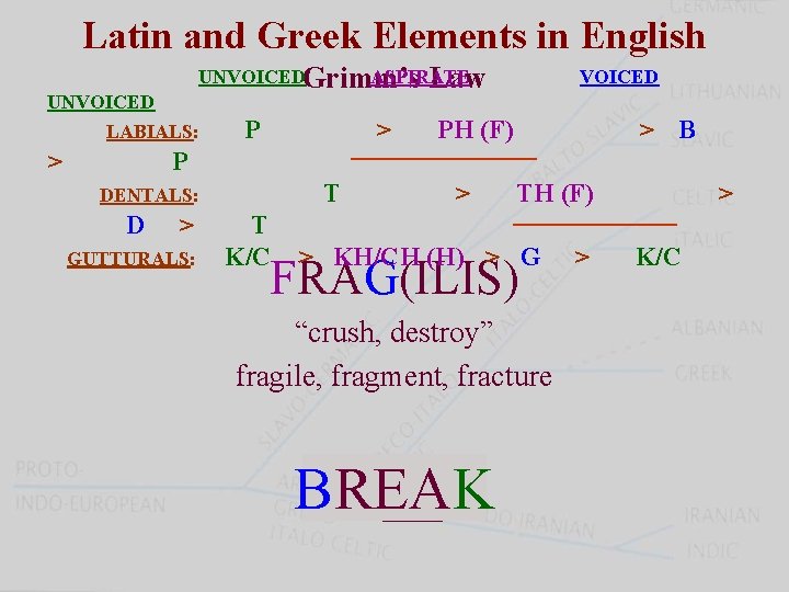 Latin and Greek Elements in English UNVOICEDGrimm’s ASPIRATE Law UNVOICED LABIALS: > P >