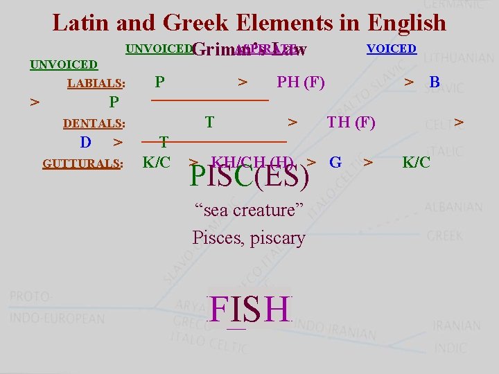 Latin and Greek Elements in English UNVOICEDGrimm’s ASPIRATE Law UNVOICED LABIALS: > P DENTALS: