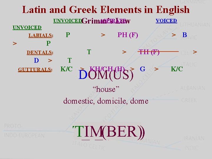 Latin and Greek Elements in English UNVOICEDGrimm’s ASPIRATE Law UNVOICED LABIALS: > PH (F)