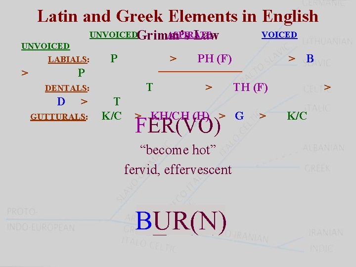 Latin and Greek Elements in English UNVOICEDGrimm’s ASPIRATE Law UNVOICED LABIALS: > P >