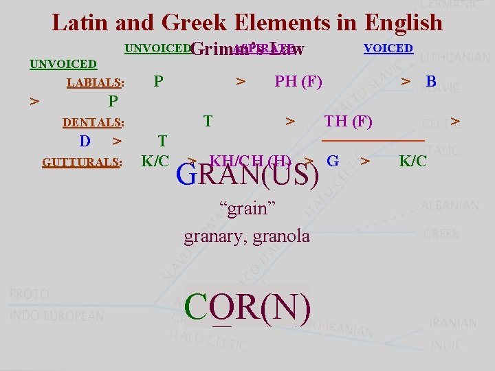 Latin and Greek Elements in English UNVOICEDGrimm’s ASPIRATE Law UNVOICED LABIALS: > P >