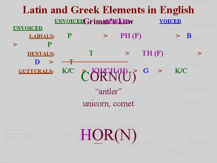 Latin and Greek Elements in English UNVOICEDGrimm’s ASPIRATE Law UNVOICED LABIALS: > P >