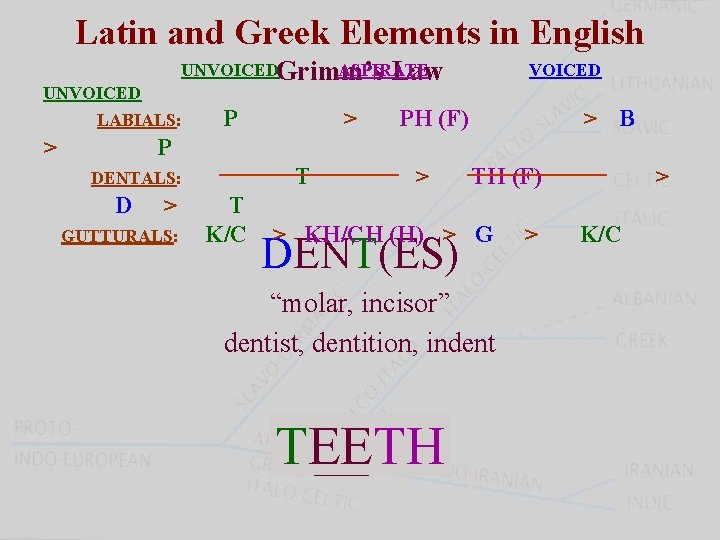 Latin and Greek Elements in English UNVOICEDGrimm’s ASPIRATE Law UNVOICED LABIALS: > P DENTALS: