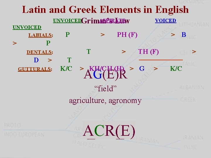 Latin and Greek Elements in English UNVOICEDGrimm’s ASPIRATE Law UNVOICED LABIALS: > P >