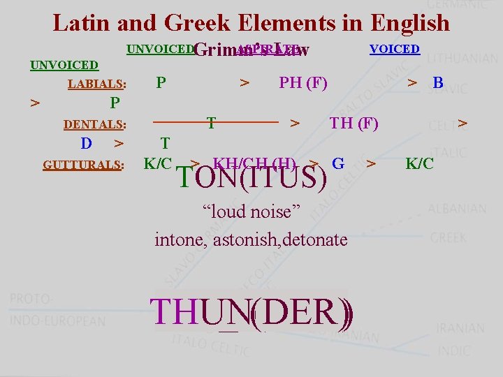 Latin and Greek Elements in English UNVOICEDGrimm’s ASPIRATE Law UNVOICED LABIALS: > P DENTALS: