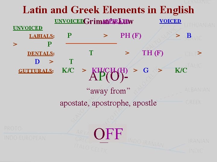 Latin and Greek Elements in English UNVOICEDGrimm’s ASPIRATE Law UNVOICED LABIALS: > P P