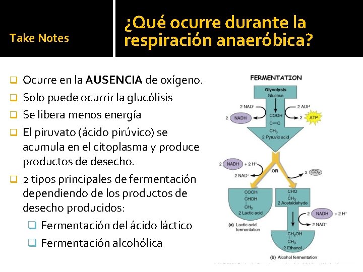 Take Notes q q q ¿Qué ocurre durante la respiración anaeróbica? Ocurre en la