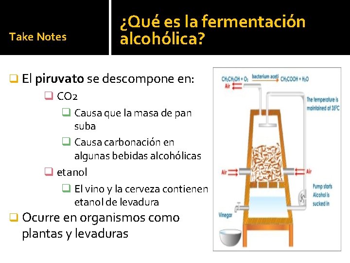 Take Notes ¿Qué es la fermentación alcohólica? q El piruvato se descompone en: q