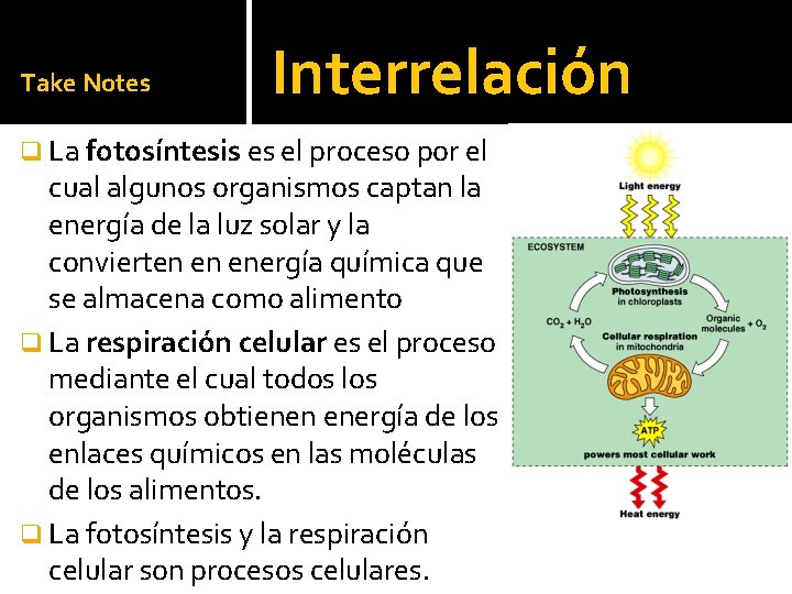 Take Notes Interrelación q La fotosíntesis es el proceso por el cual algunos organismos