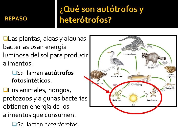 REPASO ¿Qué son autótrofos y heterótrofos? q. Las plantas, algas y algunas bacterias usan