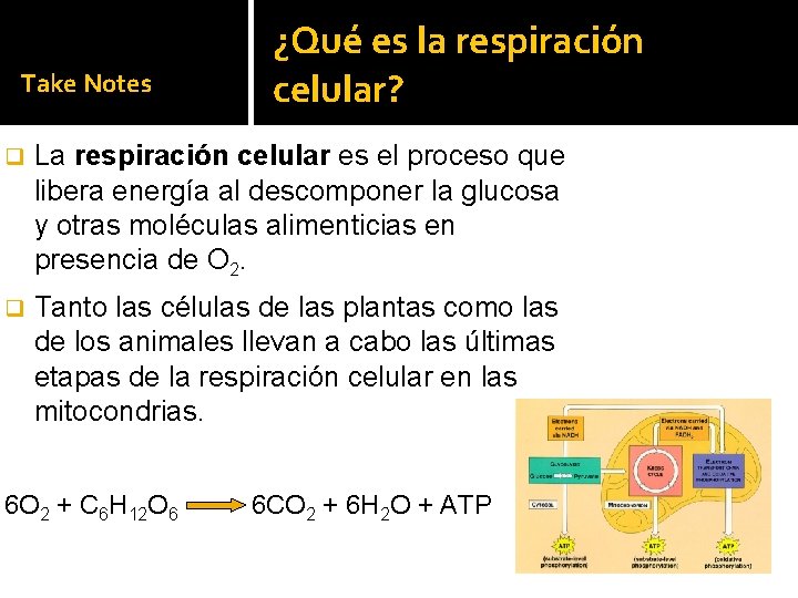 Take Notes ¿Qué es la respiración celular? q La respiración celular es el proceso