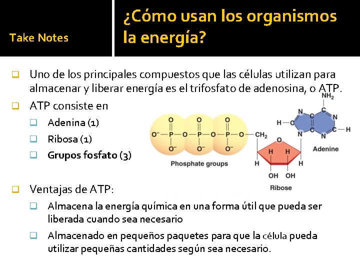 Take Notes ¿Cómo usan los organismos la energía? Uno de los principales compuestos que