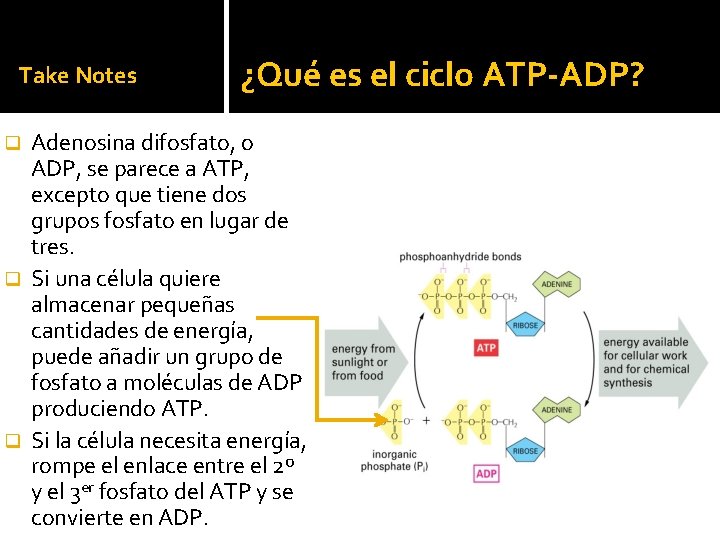 Take Notes ¿Qué es el ciclo ATP-ADP? Adenosina difosfato, o ADP, se parece a