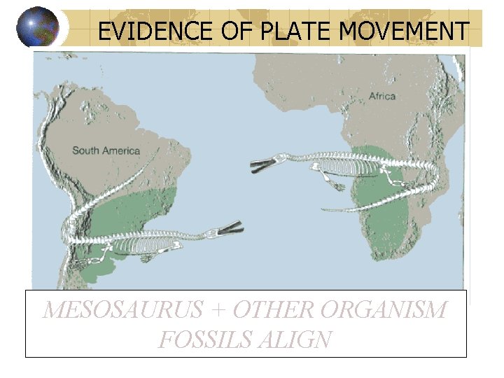 EVIDENCE OF PLATE MOVEMENT MESOSAURUS + OTHER ORGANISM FOSSILS ALIGN 