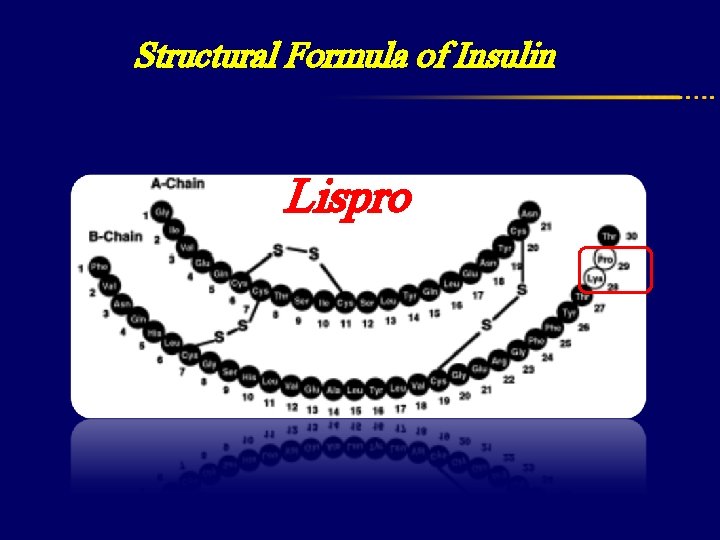  Structural Formula of Insulin Lispro 