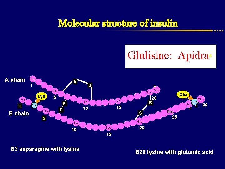 Molecular structure of insulin Glulisine: Apidra A chain Gly S 1 S Gln Lys