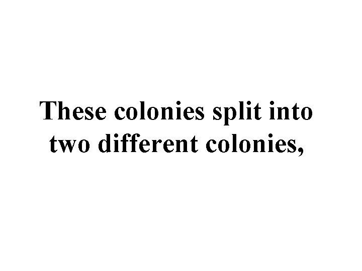 These colonies split into two different colonies, 