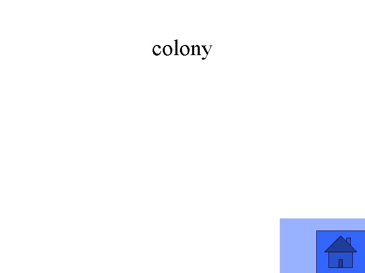 colony 
