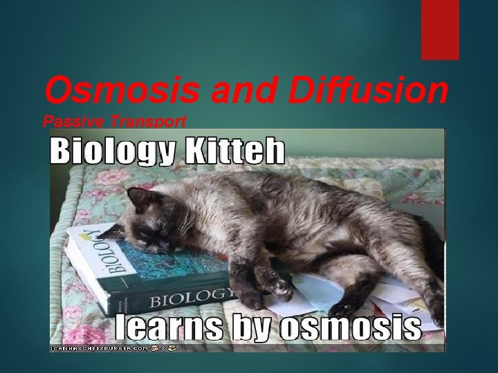 Osmosis and Diffusion Passive Transport 