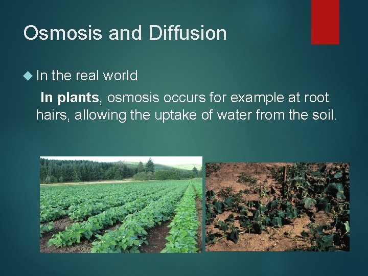 Osmosis and Diffusion In the real world In plants, osmosis occurs for example at