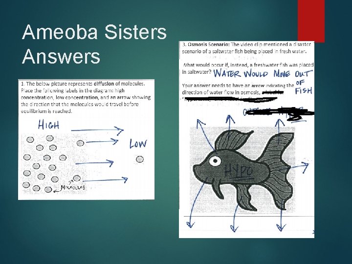 Ameoba Sisters Answers 