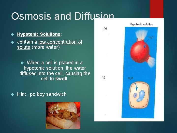 Osmosis and Diffusion Hypotonic Solutions: contain a low concentration of solute (more water) When