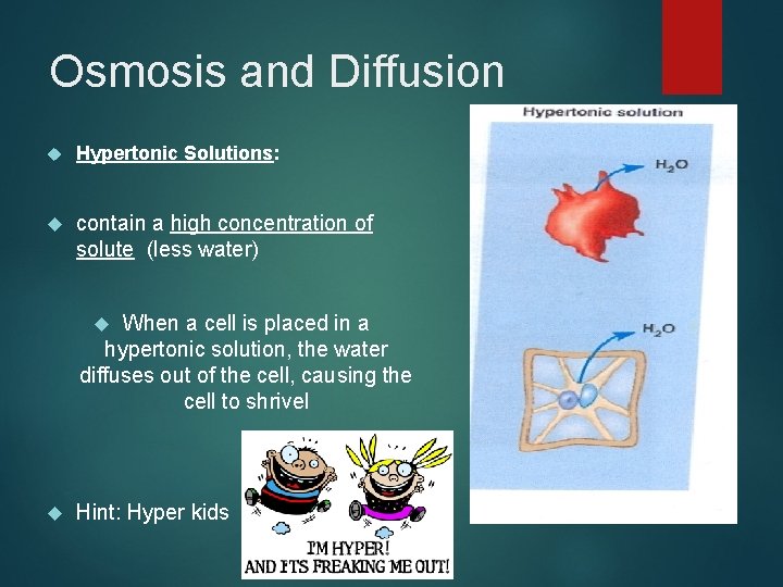 Osmosis and Diffusion Hypertonic Solutions: contain a high concentration of solute (less water) When