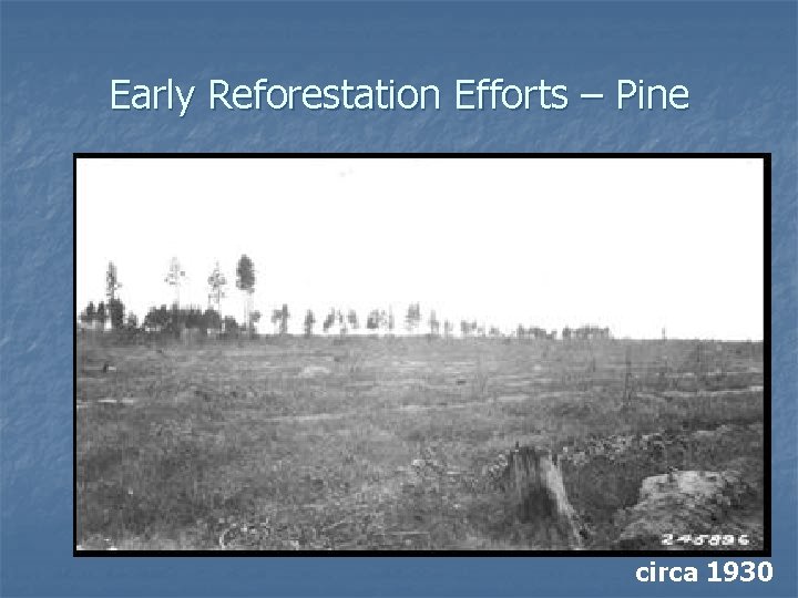 Early Reforestation Efforts – Pine circa 1930 