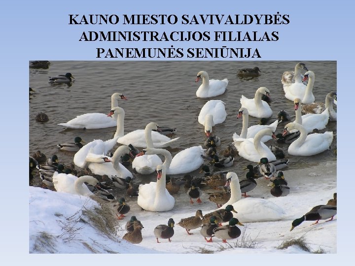 KAUNO MIESTO SAVIVALDYBĖS ADMINISTRACIJOS FILIALAS PANEMUNĖS SENIŪNIJA 