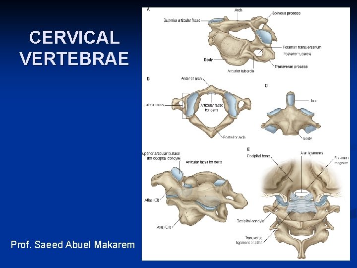 CERVICAL VERTEBRAE Prof. Saeed Abuel Makarem 1 