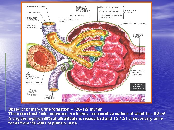 Nephron Speed of primary urine formation – 120– 127 ml/min There about 1 mln.