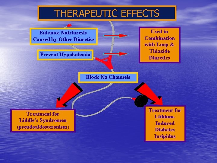 THERAPEUTIC EFFECTS Enhance Natriuresis Caused by Other Diuretics Prevent Hypokalemia Used in Combination with