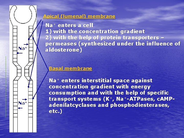 Apical (lumenal) membrane Na+ enters a cell 1) with the concentration gradient 2) with