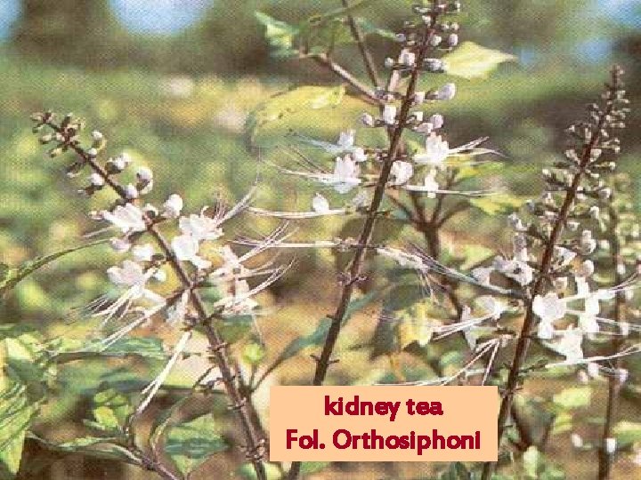 kidney tea Fol. Orthosiphoni 