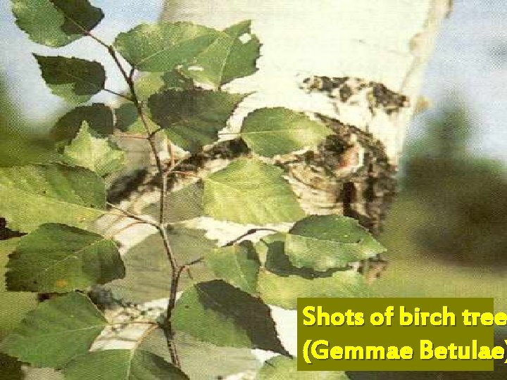 Shots of birch tree (Gemmae Betulae) 