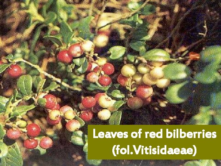 Leaves of red bilberries (fol. Vitisidaeae) 