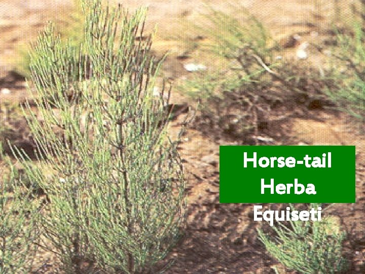 Horse-tail Herba Equiseti 