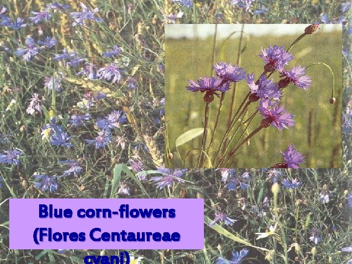 Blue corn-flowers (Flores Centaureae 