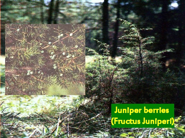 Juniper berries (Fructus Juniperi) 