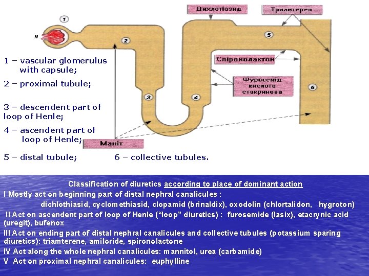 1 – vascular glomerulus with capsule; 2 – proximal tubule; 3 – descendent part