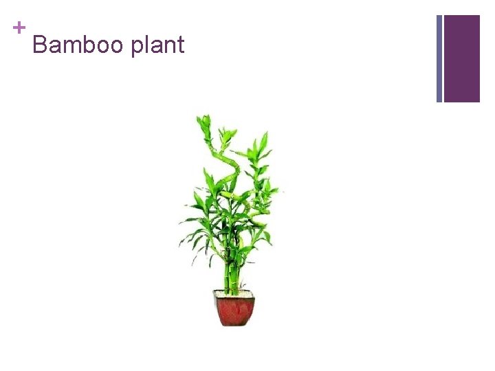 + Bamboo plant 