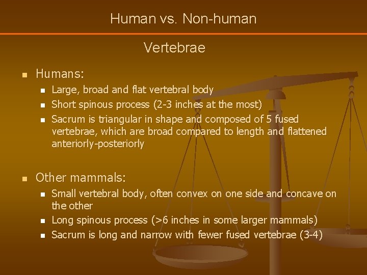 Human vs. Non-human Vertebrae n Humans: n n Large, broad and flat vertebral body