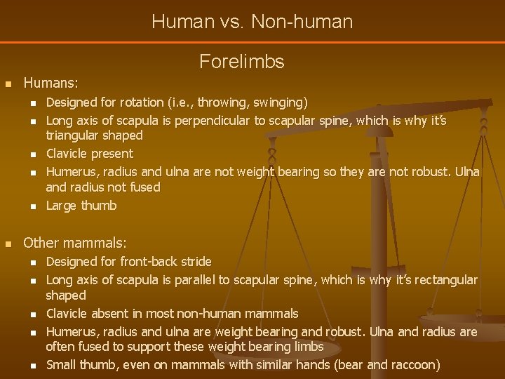 Human vs. Non-human Forelimbs n Humans: n n n Designed for rotation (i. e.