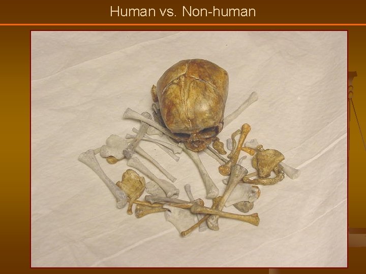Human vs. Non-human 