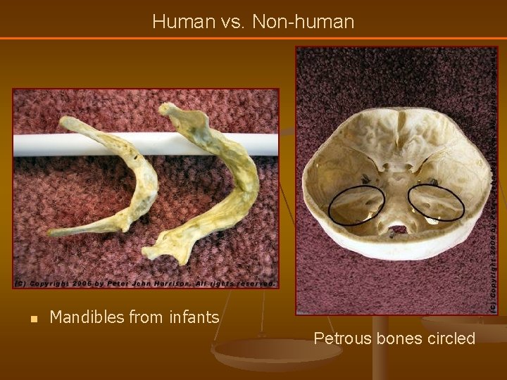 Human vs. Non-human n Mandibles from infants Petrous bones circled 
