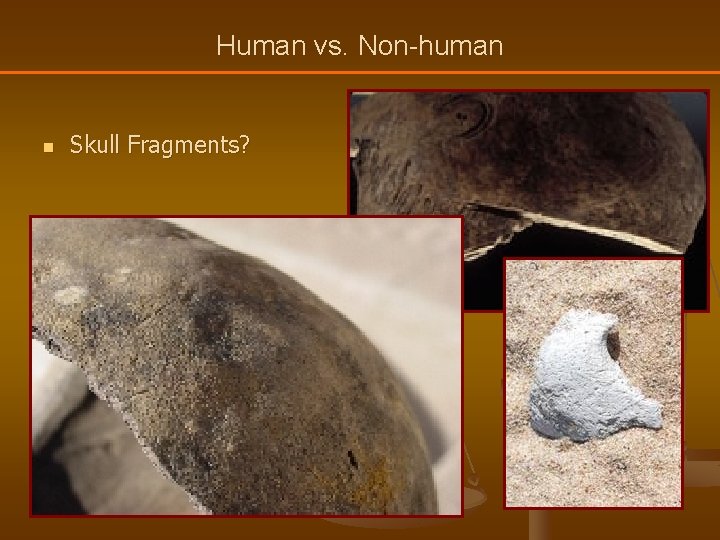 Human vs. Non-human n Skull Fragments? 